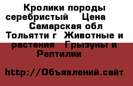 Кролики породы серебристый. › Цена ­ 400 - Самарская обл., Тольятти г. Животные и растения » Грызуны и Рептилии   